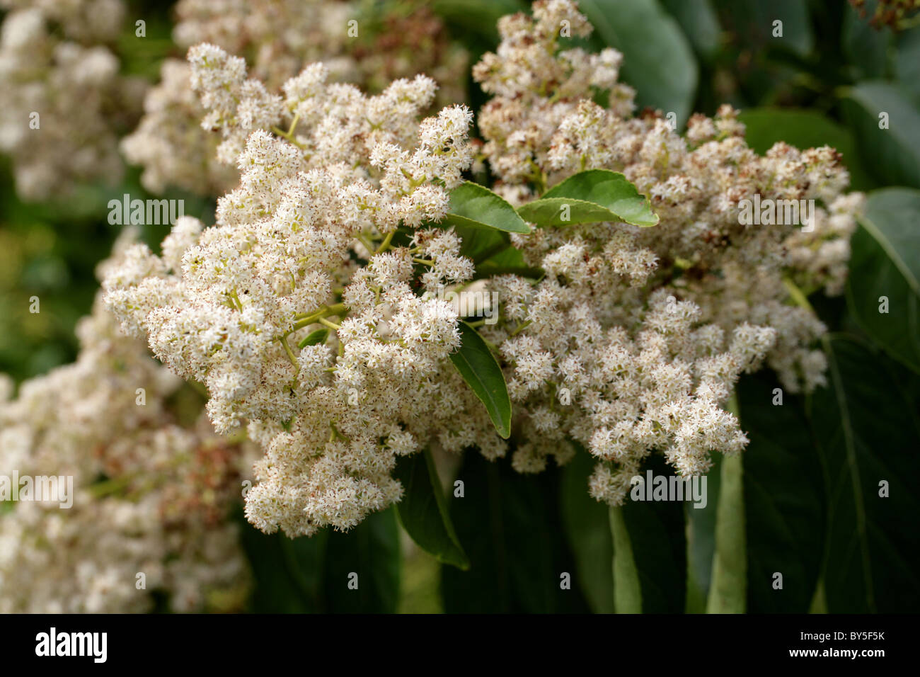 Koda, Koda Tree, Koda Wood or Pania, Ehretia acuminata, Boraginaceae, East Asia, Australia. Stock Photo