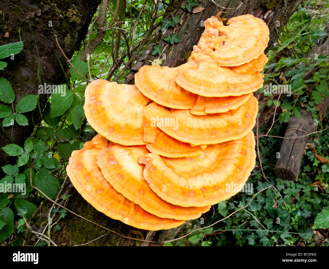Bracket or shelf fungi of the phylum Basidiomycota showing characteristic fruiting bodies called conks growing on a tree trunk Stock Photo