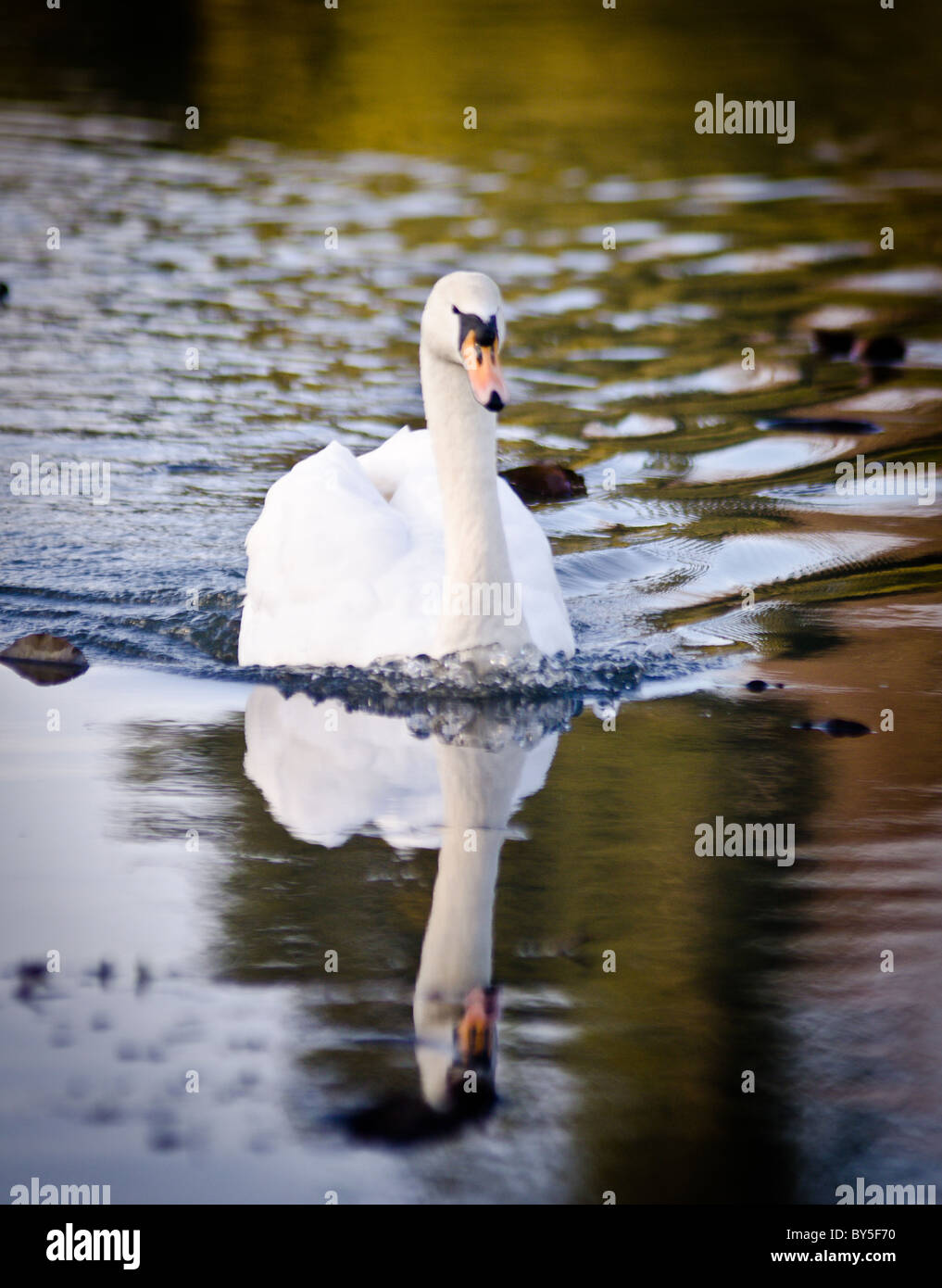 A swan in a lake Stock Photo