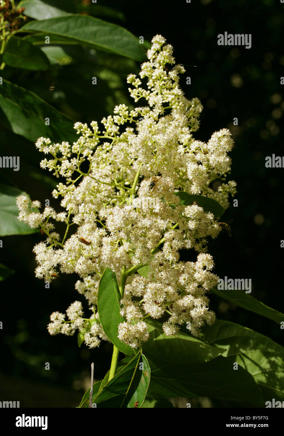 Koda, Koda Tree, Koda Wood or Pania, Ehretia acuminata, Boraginaceae, East Asia, Australia. Stock Photo