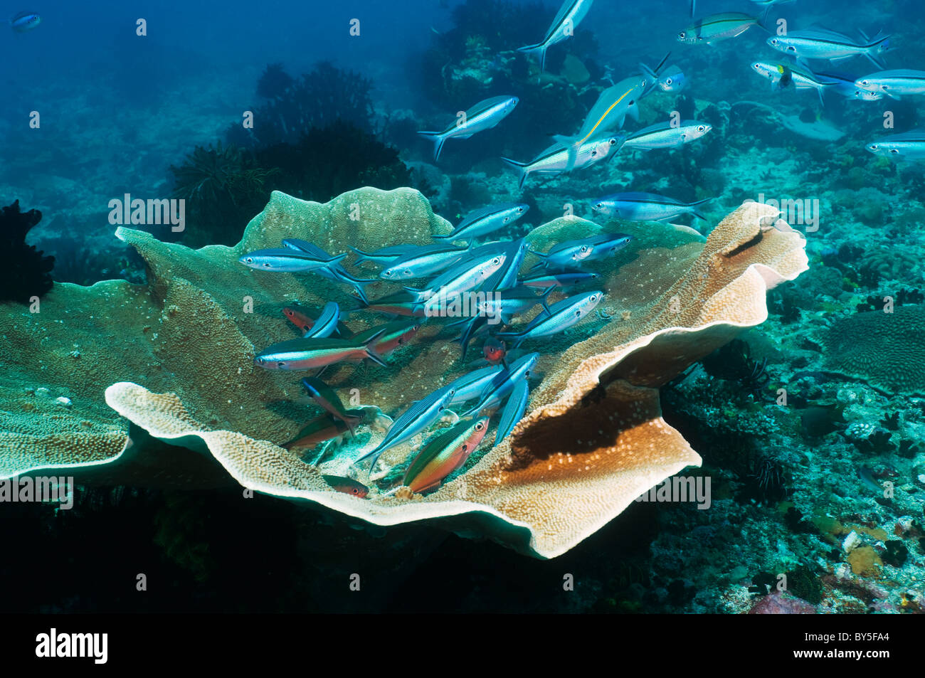 Bluestreak fusiliers (Pterocaesio tile) gathering at a cleaning station over coral. Indonesia. Stock Photo