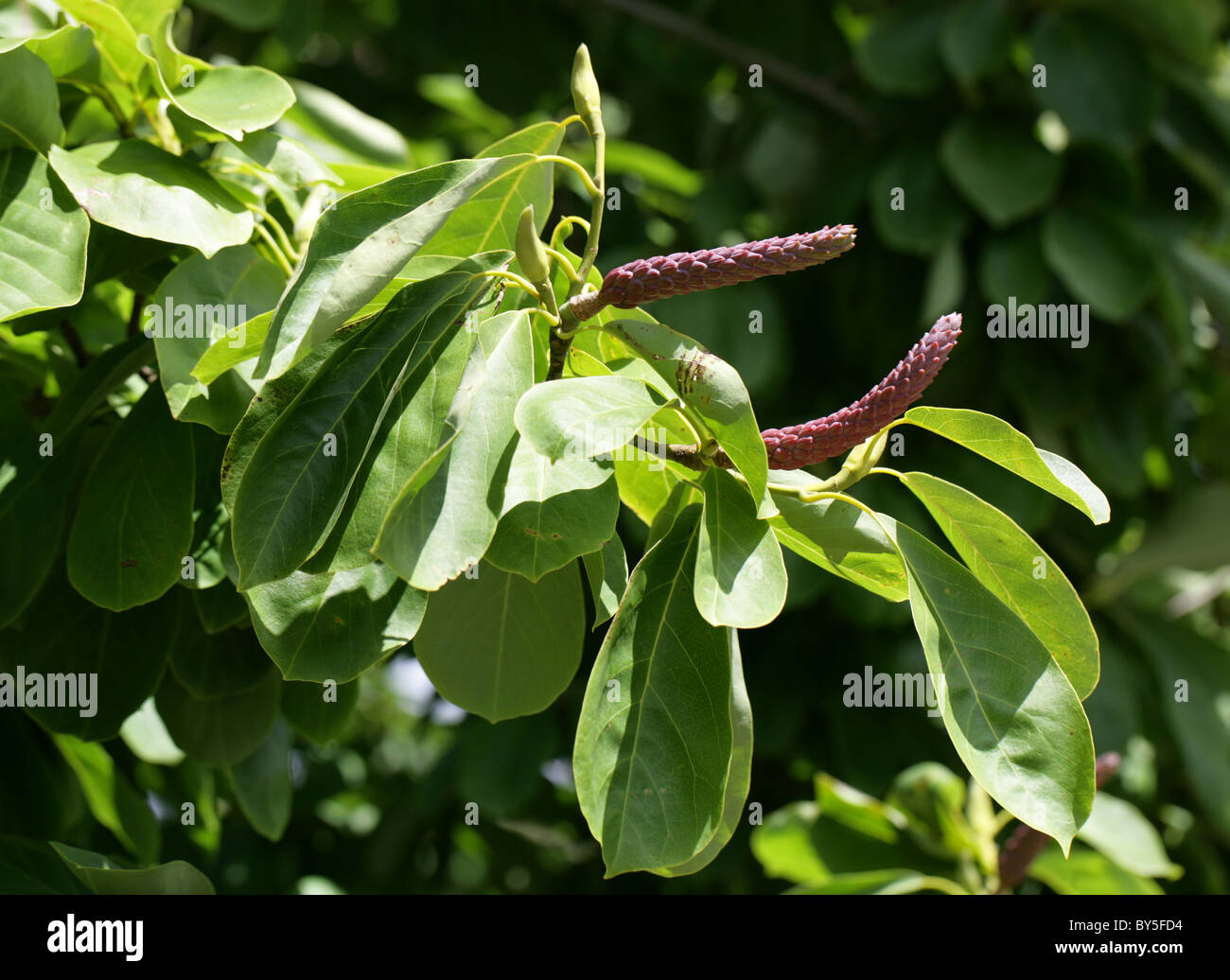 Sprenger's Magnolia, Magnolia sprengeri var elongata (Fruit), Magnoliaceae, Southern Central China. Stock Photo