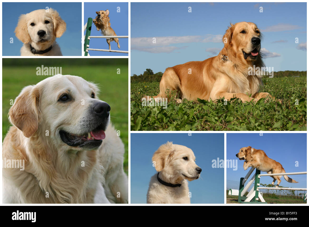 composite picture with purebred dogs and puppies golden retriever Stock Photo
