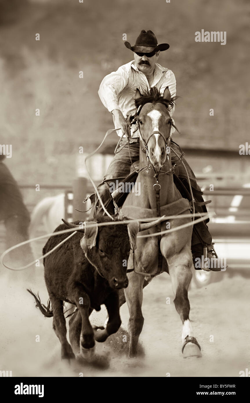 Calf roping hires stock photography and images  Alamy