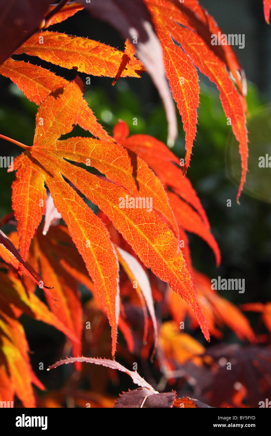 Translucent leaves of a Japanese maple tree Stock Photo