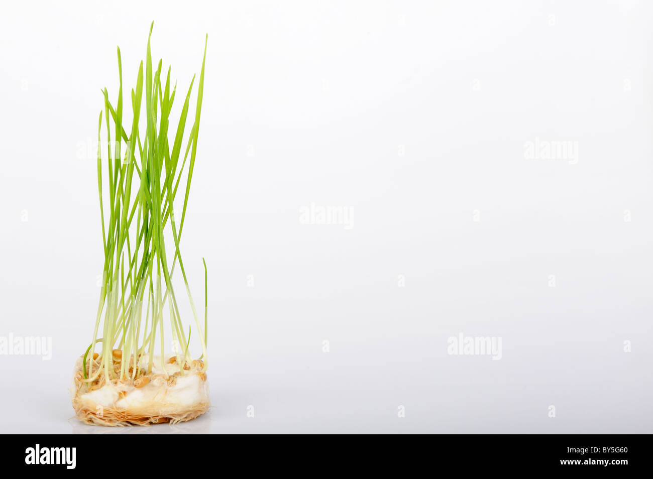 Stock photo of wheat seeds germinating on a bed of cotton wool. Stock Photo