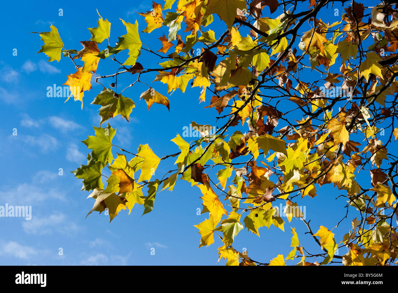 Maple leaves in early Autumn against blue sky Stock Photo - Alamy