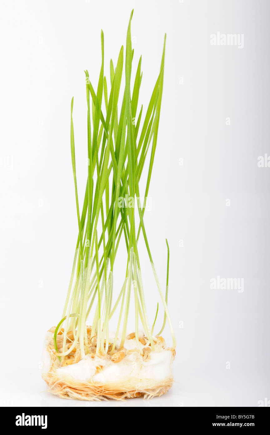 Seed cotton wool germinating hires stock photography and images Alamy