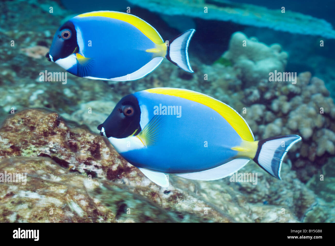 Powder-blue surgeonfish (Acanthurus leucosternon). Andaman Sea, Thailand. Stock Photo