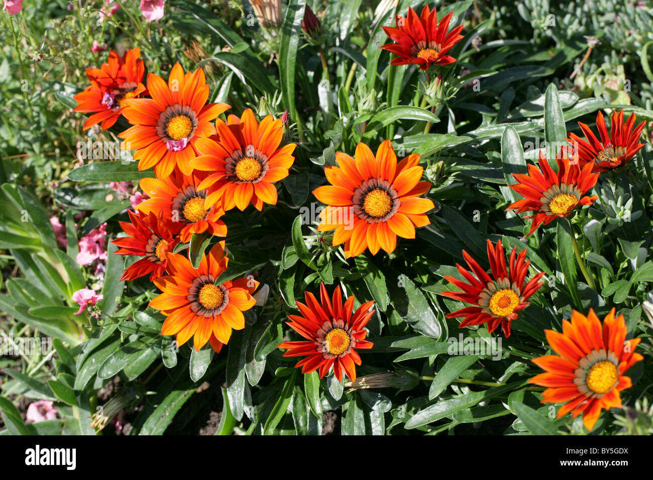 Gazania Hybrid (Garden Origin), Asteraceae.  Bright Orange Flowers. Stock Photo