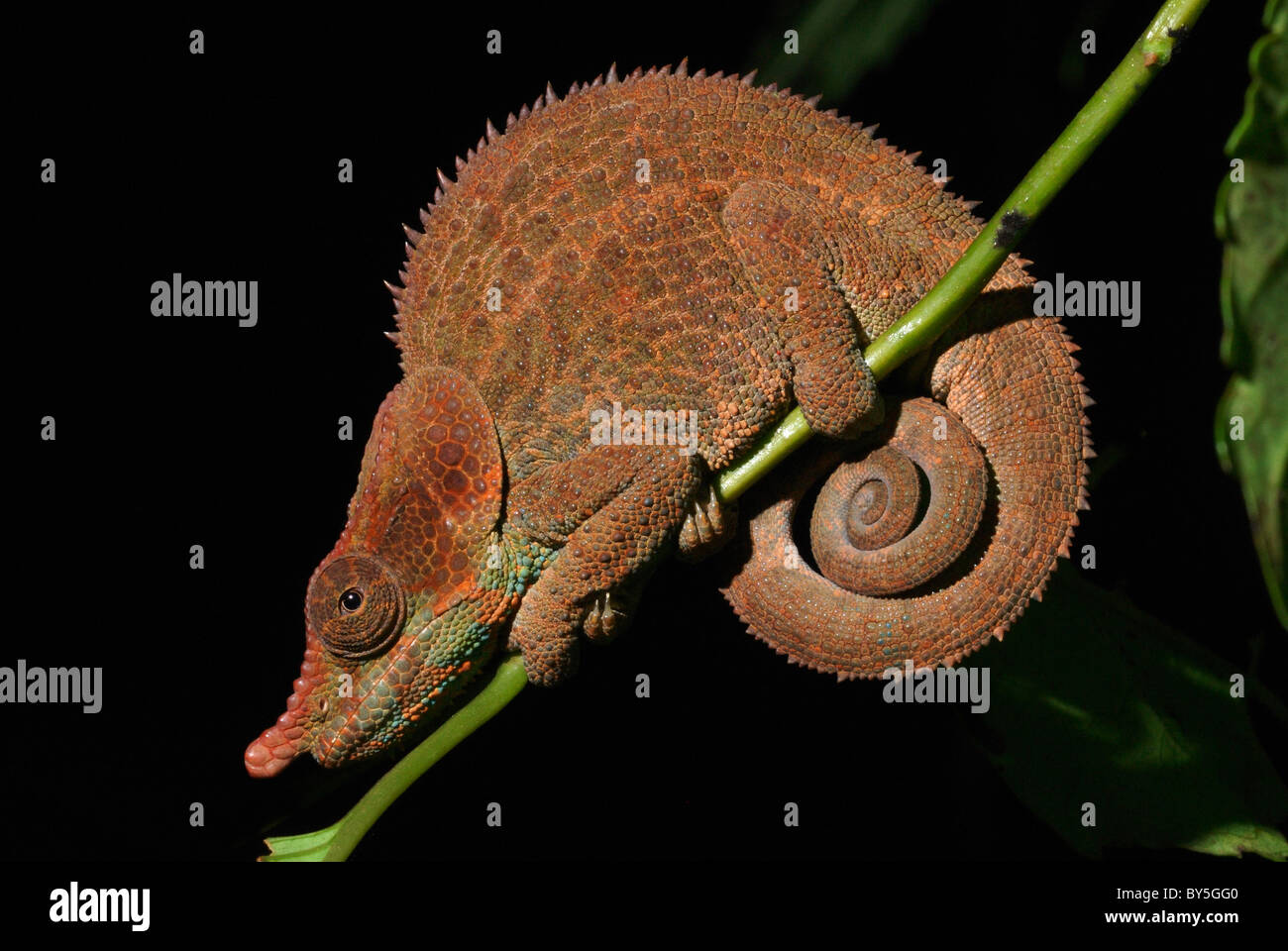 Male Cryptic Chameleon (Calumma crypticum) in the rainforest of Ranomafana National Park, eastern Madagascar. August 2010. Stock Photo