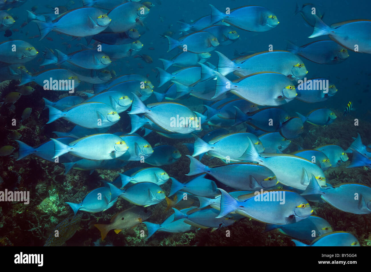 School of Elongate surgeonfish (Acanthurus mata).  Komodo, Indonesia. Stock Photo