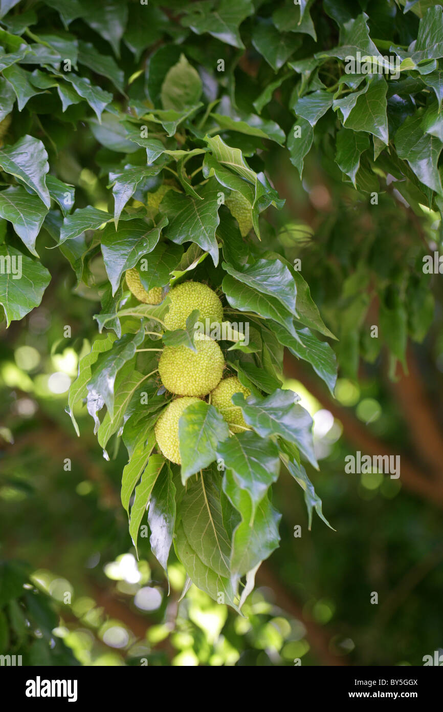 Osage Orange, Osage-orange, Horse-apple, Bois D'Arc or Bodark, Maclura pomifera, Moraceae, South Central USA, North America. Stock Photo