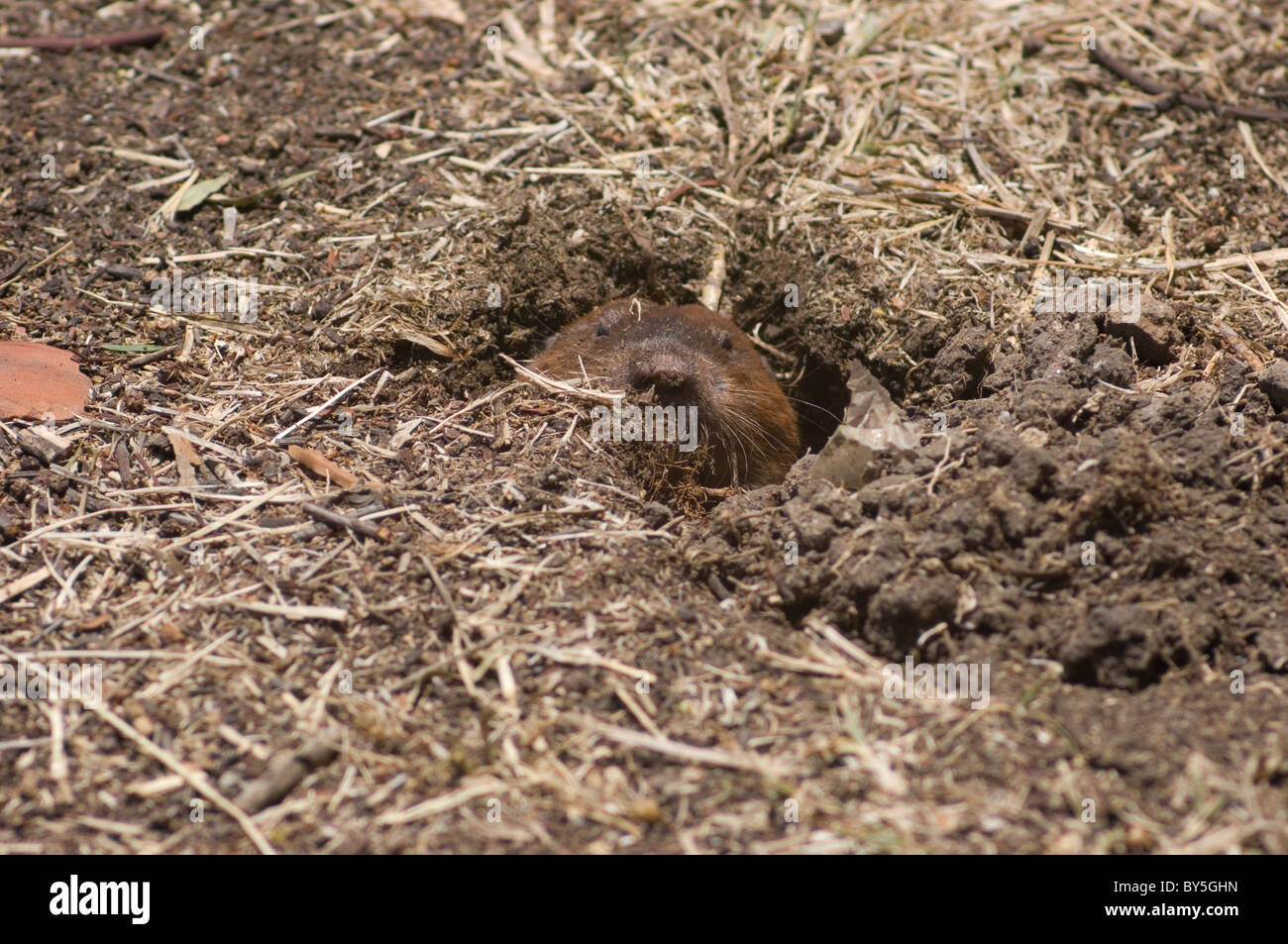 Pocket gopher hires stock photography and images Alamy