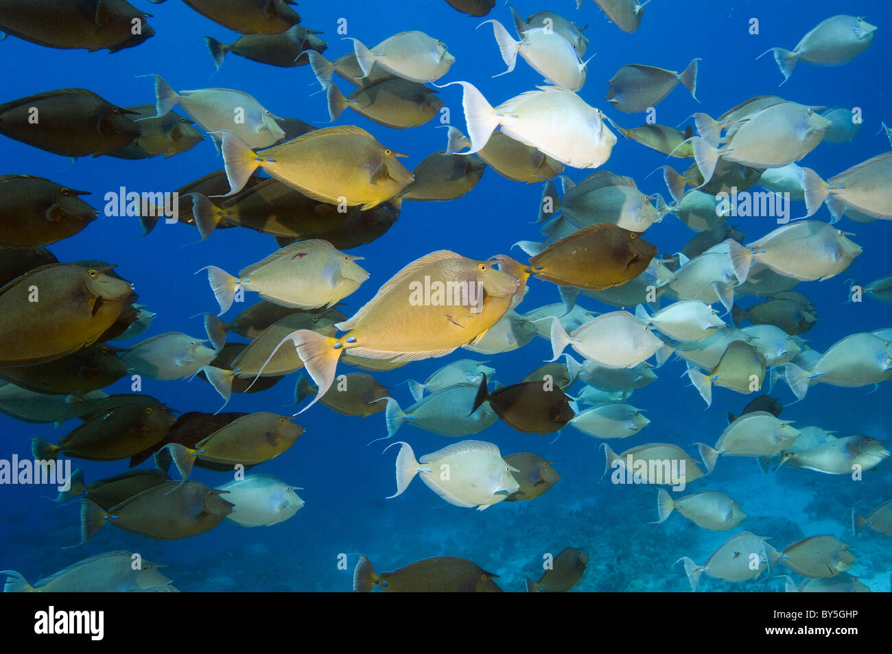 Bluespine surgeonfish (Naso unicornis) school. Egypt, Red Sea. Stock Photo