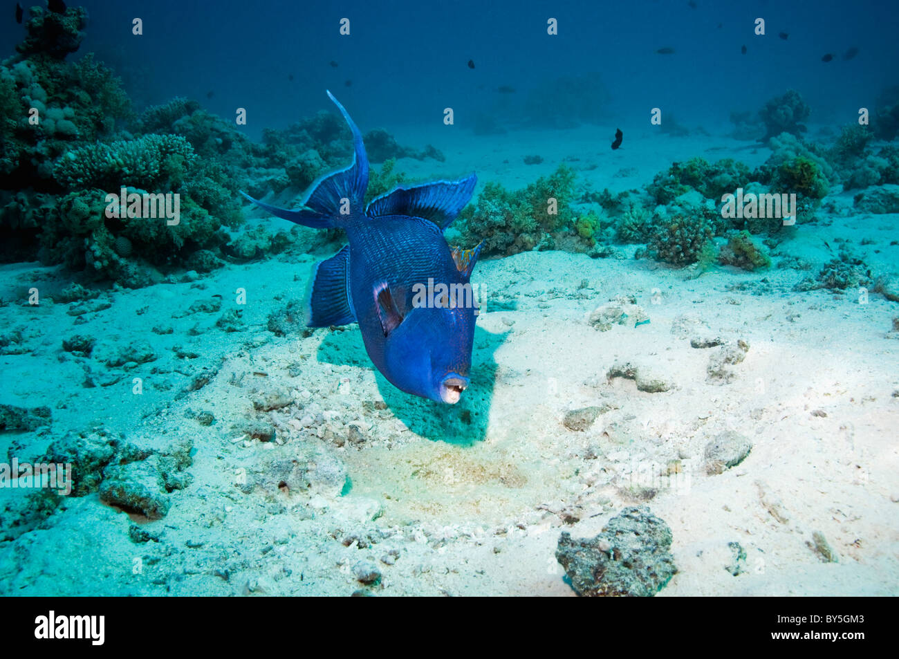 Blue triggerfish (Pseudobalistes fuscus) guarding and fanning egg mass in nest. Egypt, Red Sea. Stock Photo