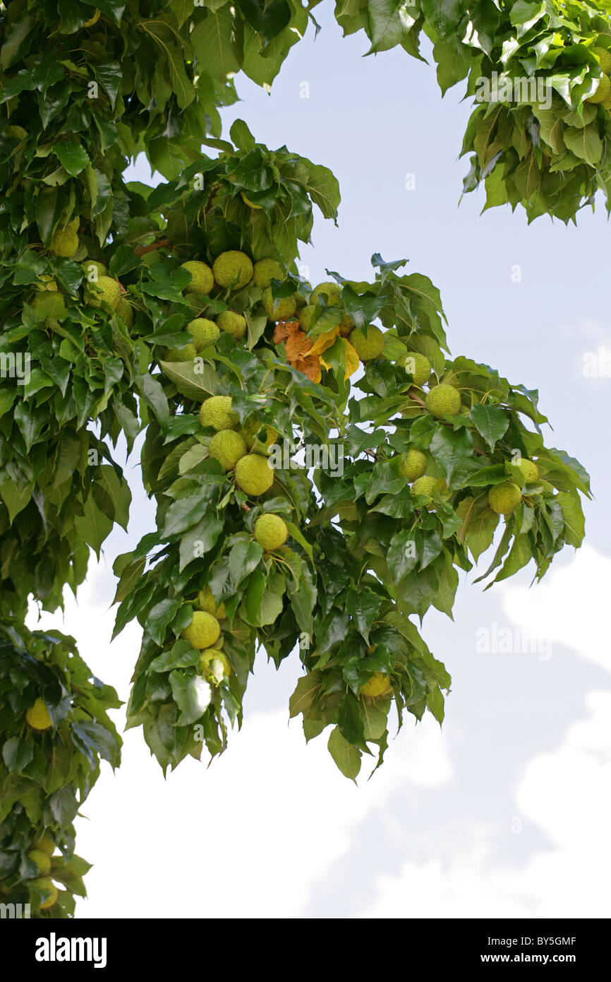 Osage Orange, Osage-orange, Horse-apple, Bois D'Arc or Bodark, Maclura pomifera, Moraceae, South Central USA, North America. Stock Photo