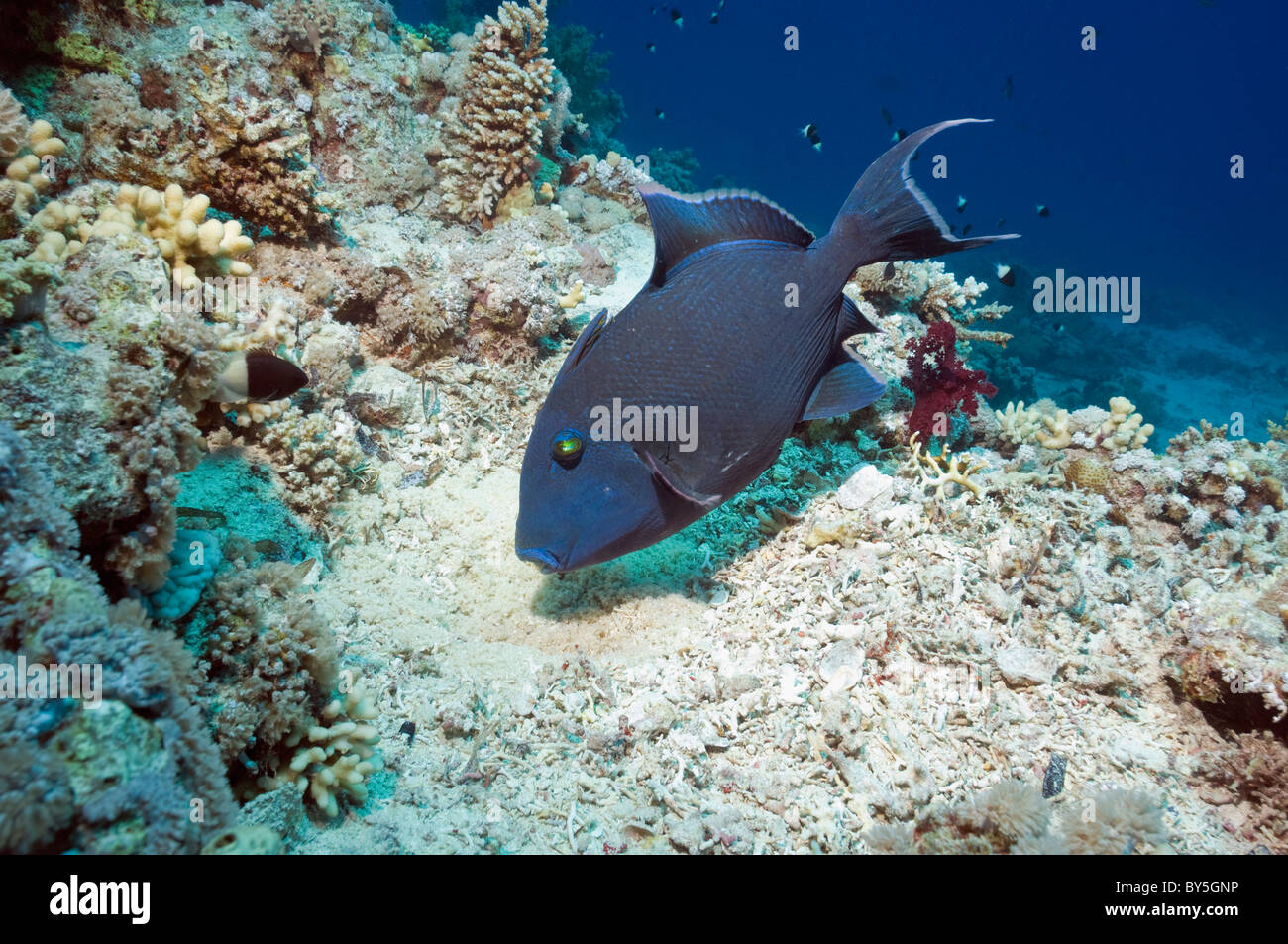 Blue triggerfish (Pseudobalistes fuscus) guarding and fanning egg mass in nest. Egypt, Red Sea. Stock Photo
