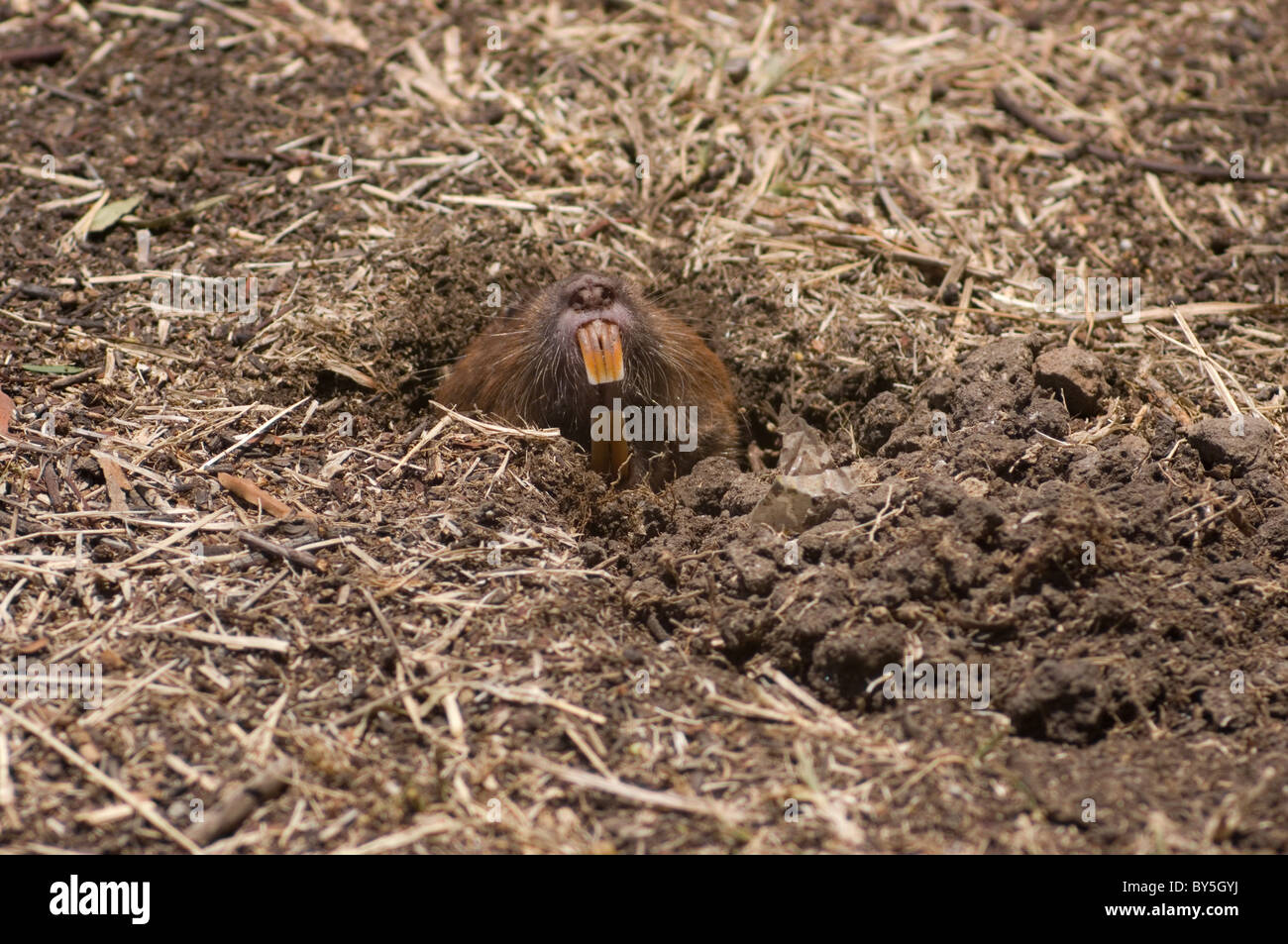 Pocket gopher hires stock photography and images Alamy