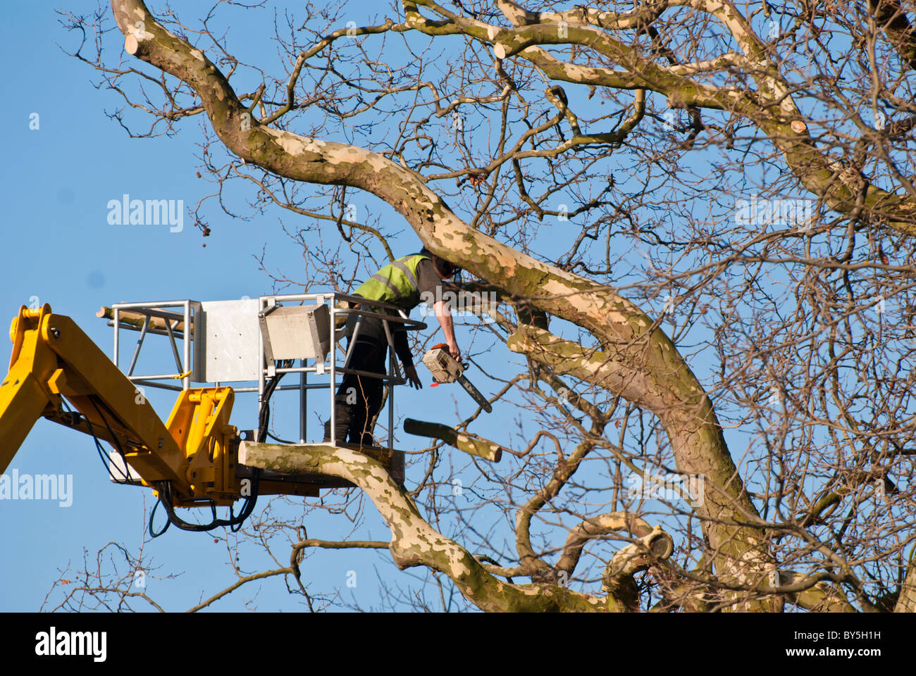 Tree surgeon cutting down tree with a chain saw hires stock