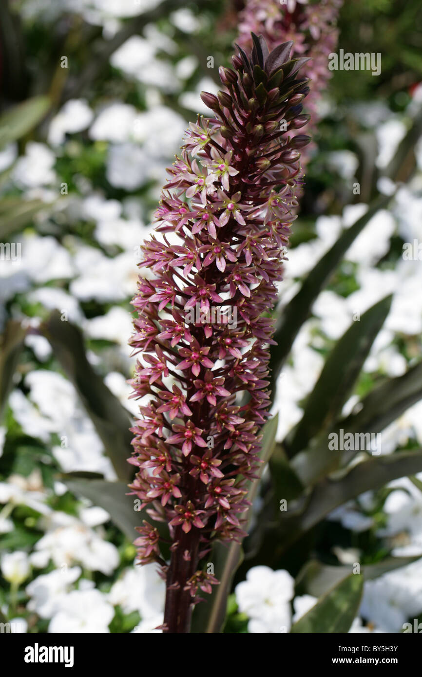 Pineapple Lily, Eucomis comosa 'Sparkling Burgandy', syn E. punctata, Hyacinthaceae, South Africa Stock Photo