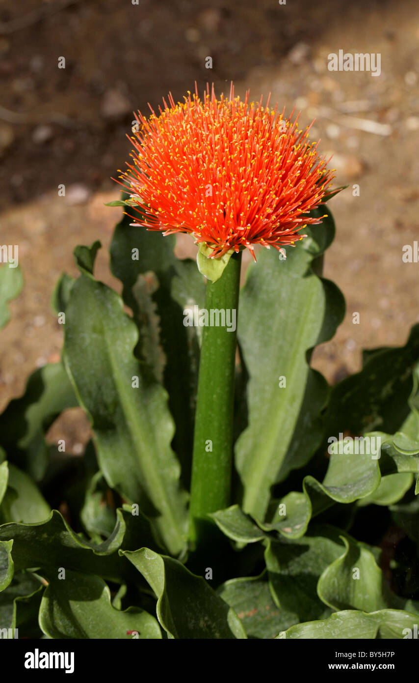 Blood Lily, Royal Lily, Snake Lily or Paintbrush Lily, Scadoxus puniceus, Haemanthus puniceus, Amaryllidaceae, Southern Africa. Stock Photo