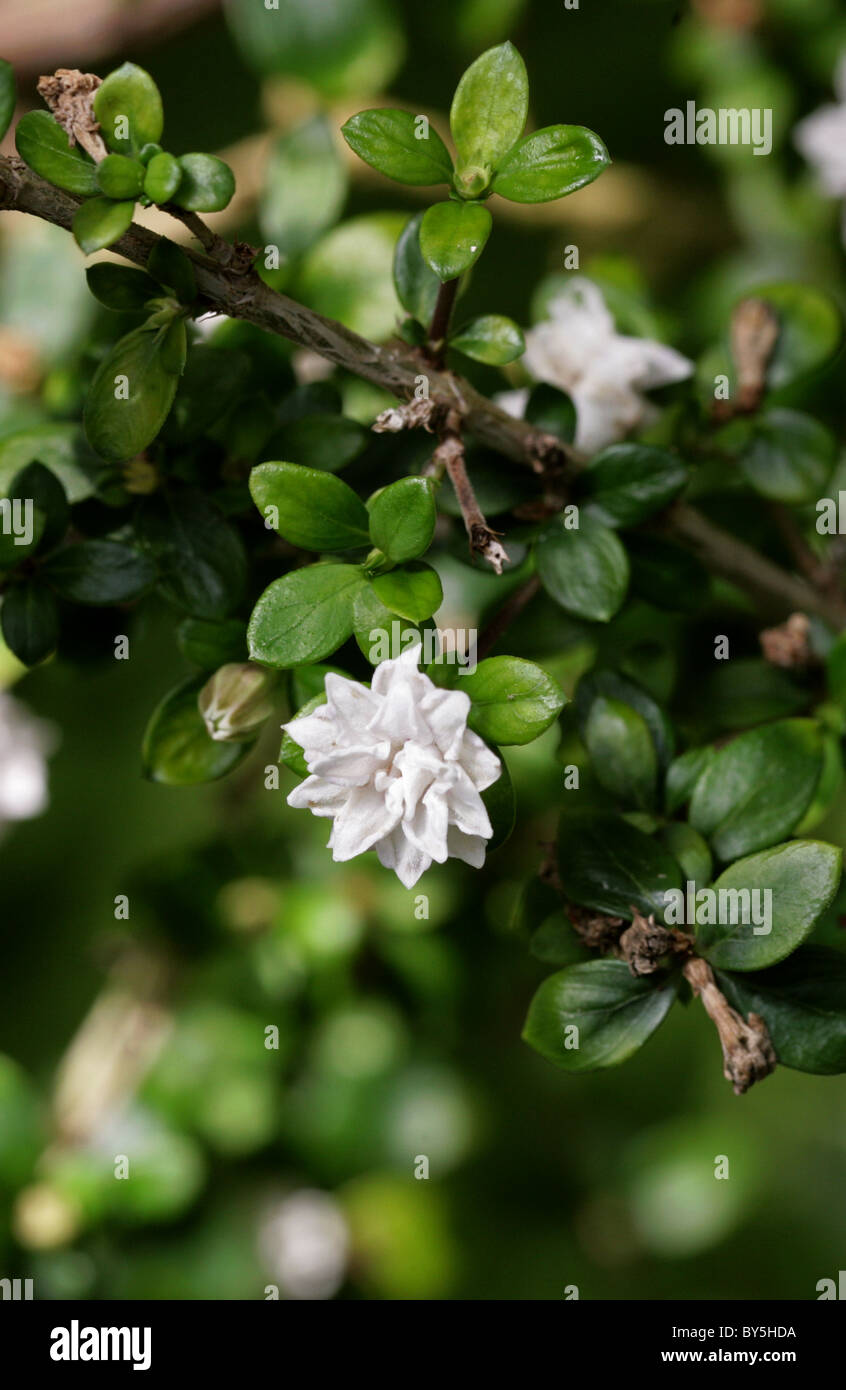 Snowrose, Tree of a Thousand Stars, or Japanese Boxthorn, Serissa foetida (Serissa japonica) var. pleniflora, Rubiaceae. Stock Photo