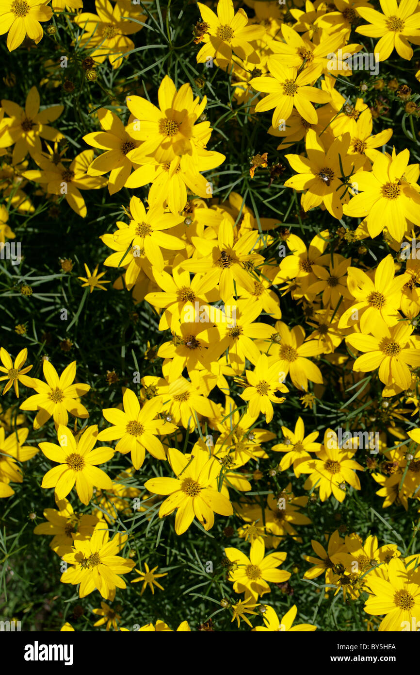 Thread-leaf Coreopsis ("Golden Gain"), Coreopsis verticillata, Asteraceae. USA, North America. Aka Tickseed, Whorled Tickseed. Stock Photo