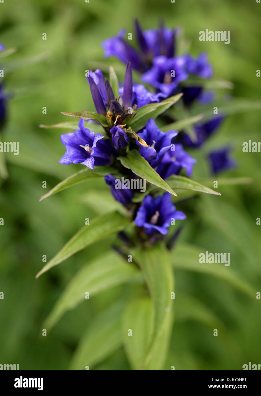 Willow Gentian, Gentiana asclepiadea, Gentianaceae, Europe Stock Photo