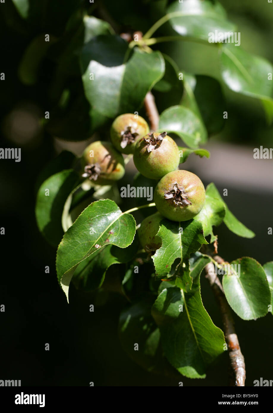 Common (Wild) Pear, Pyrus communis 'Beech Hill', Rosaceae. Immature Fruits. Stock Photo