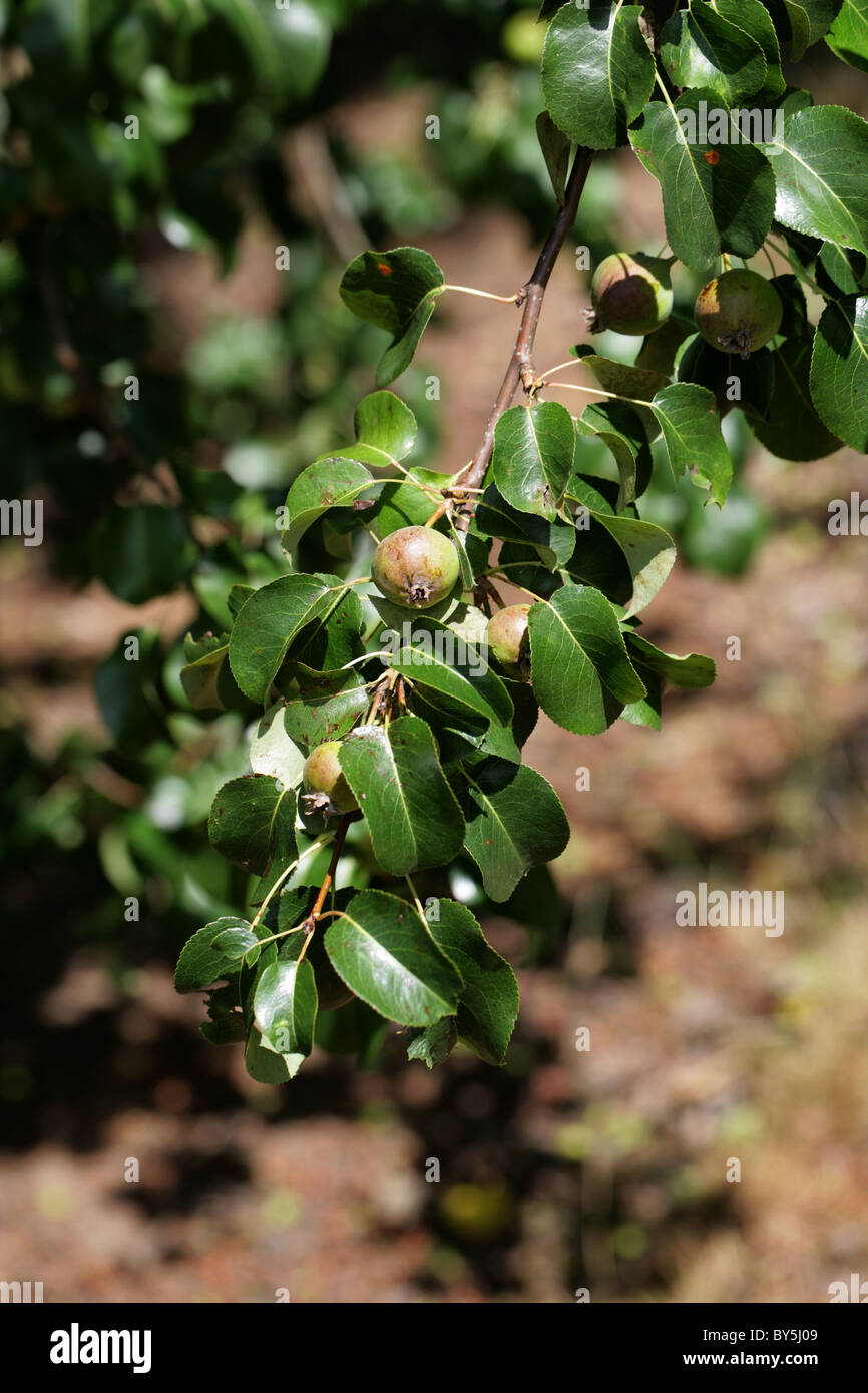 Common (Wild) Pear, Pyrus communis 'Beech Hill', Rosaceae. Immature Fruits. Stock Photo