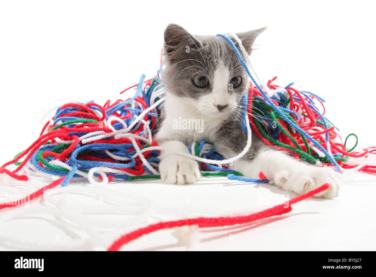 Cat top playing yarn