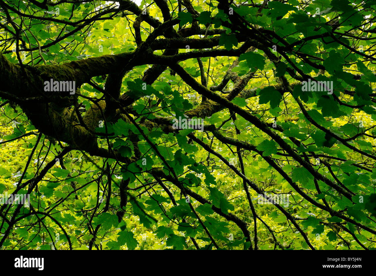 A Sycamore tree in the Teifi valley Stock Photo
