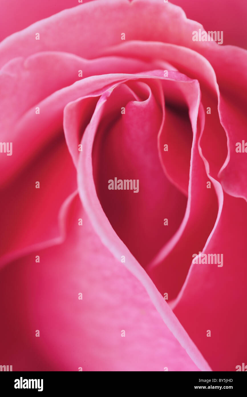 A close up image of a pink rose bud opening into a blossom Stock Photo