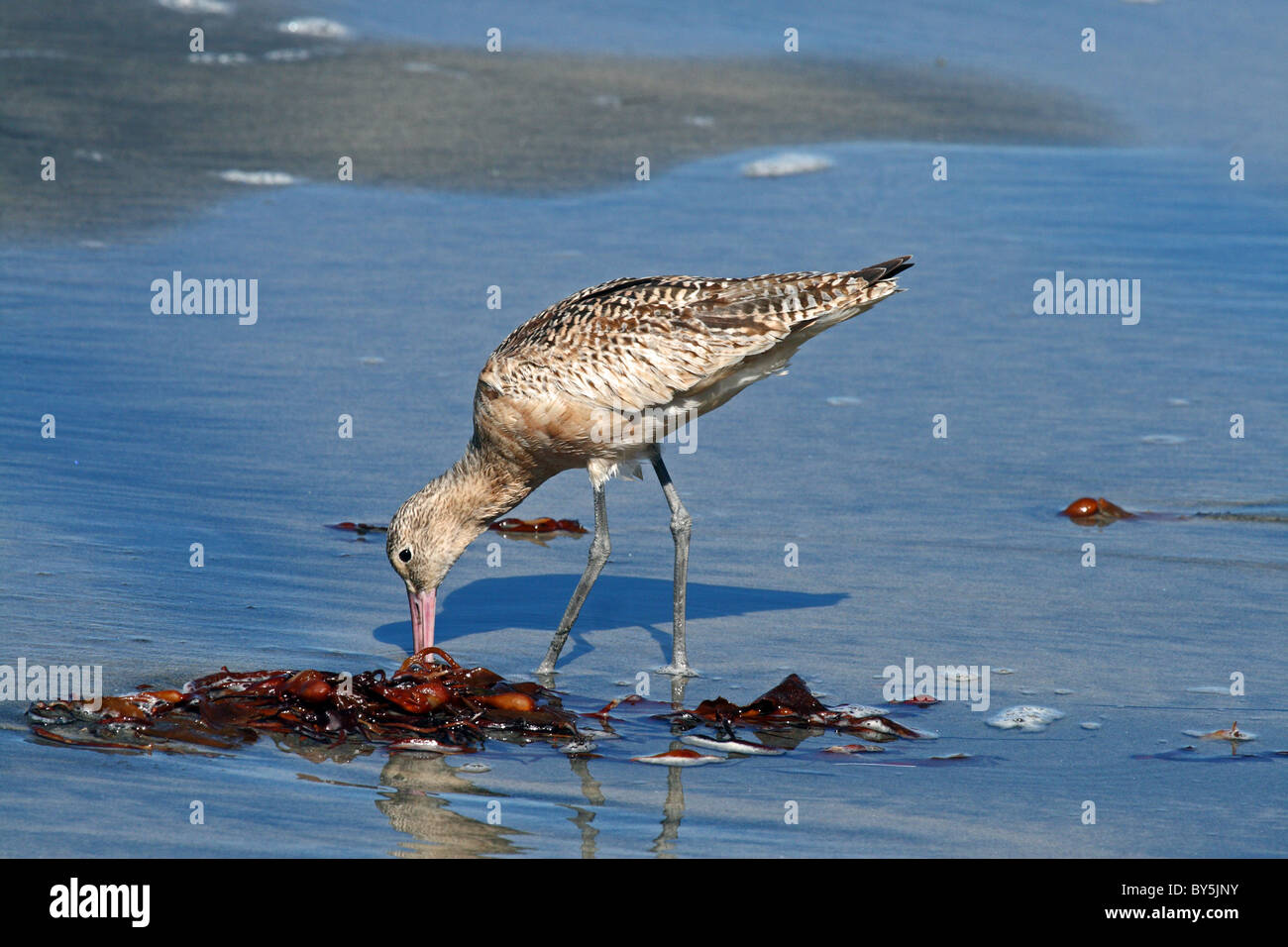 Limosa fedoa hi-res stock photography and images - Alamy