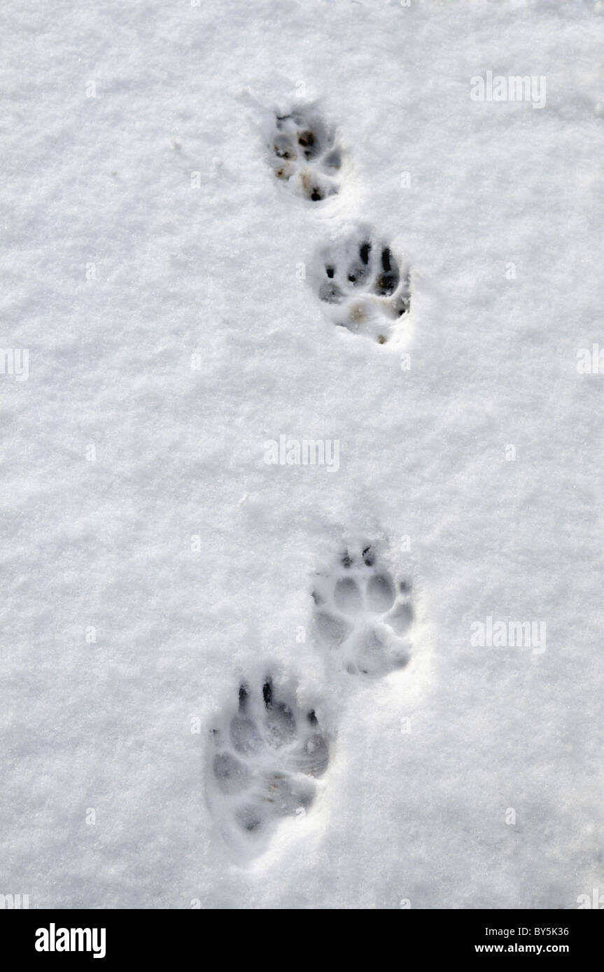 Dog paw prints in snow taken at Bristol, United Kingdom Stock Photo