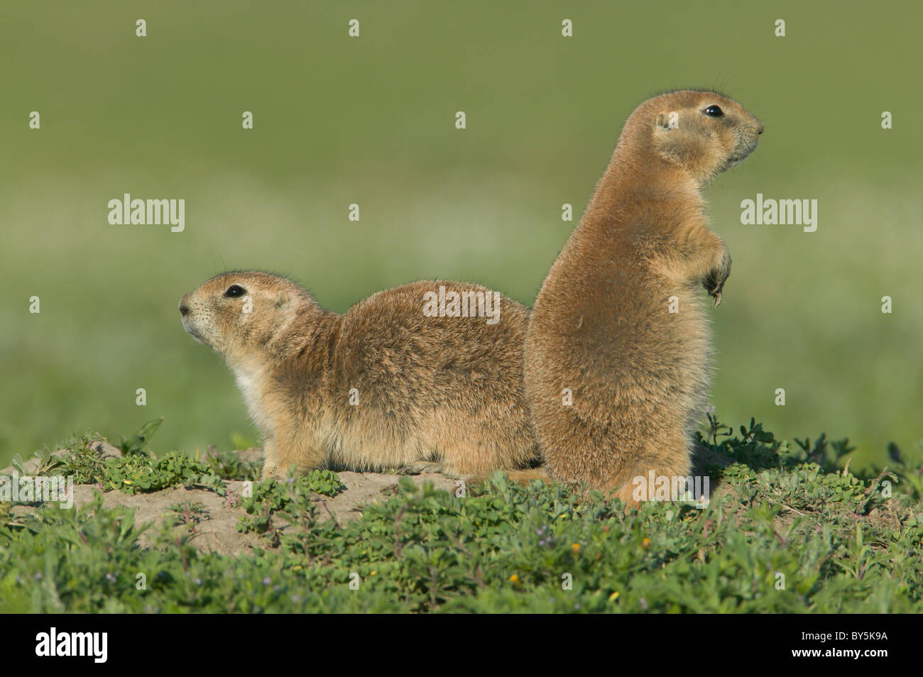 Two Black-tailed Prairie Dogs (Cynomys ludovicianus) outside their burrow. Stock Photo