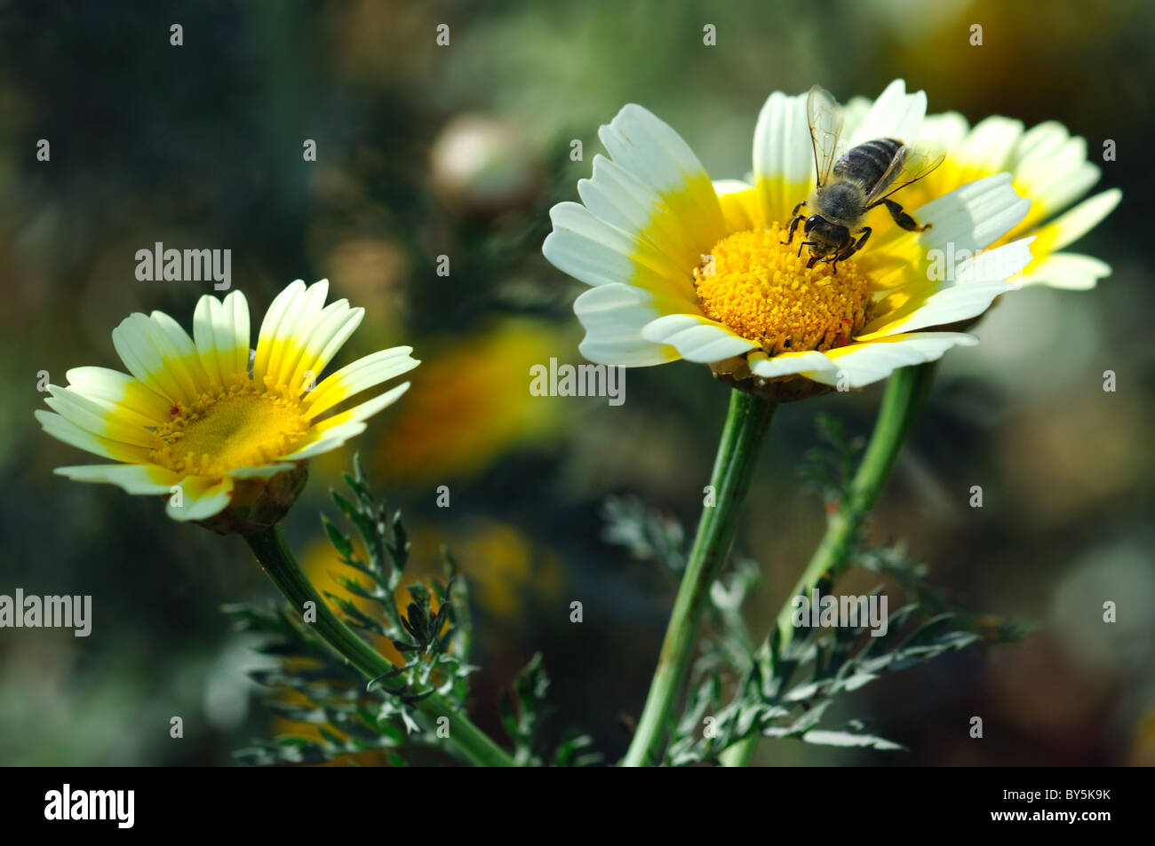 Honey bee extracts nectar from blooming daisy flower Stock Photo Alamy