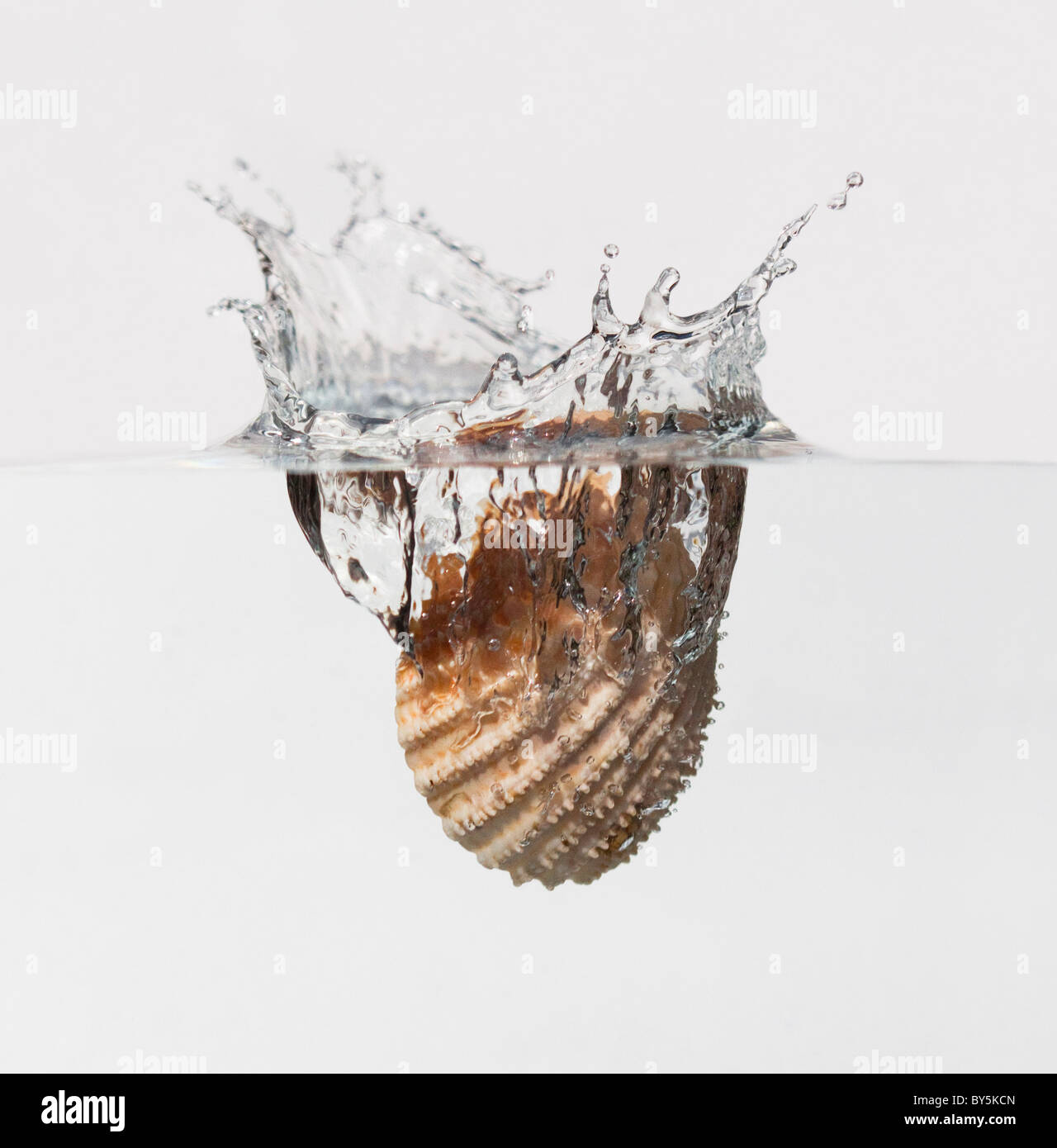 Shell splashing into water Stock Photo - Alamy