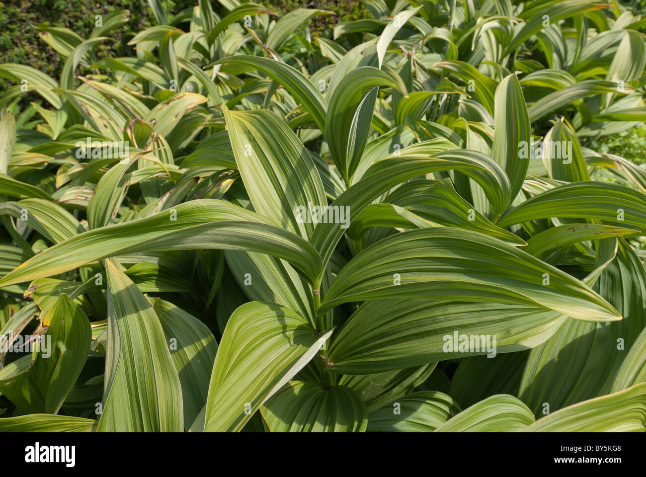 lily leaves new growth in spring time grown for the overlapping dense