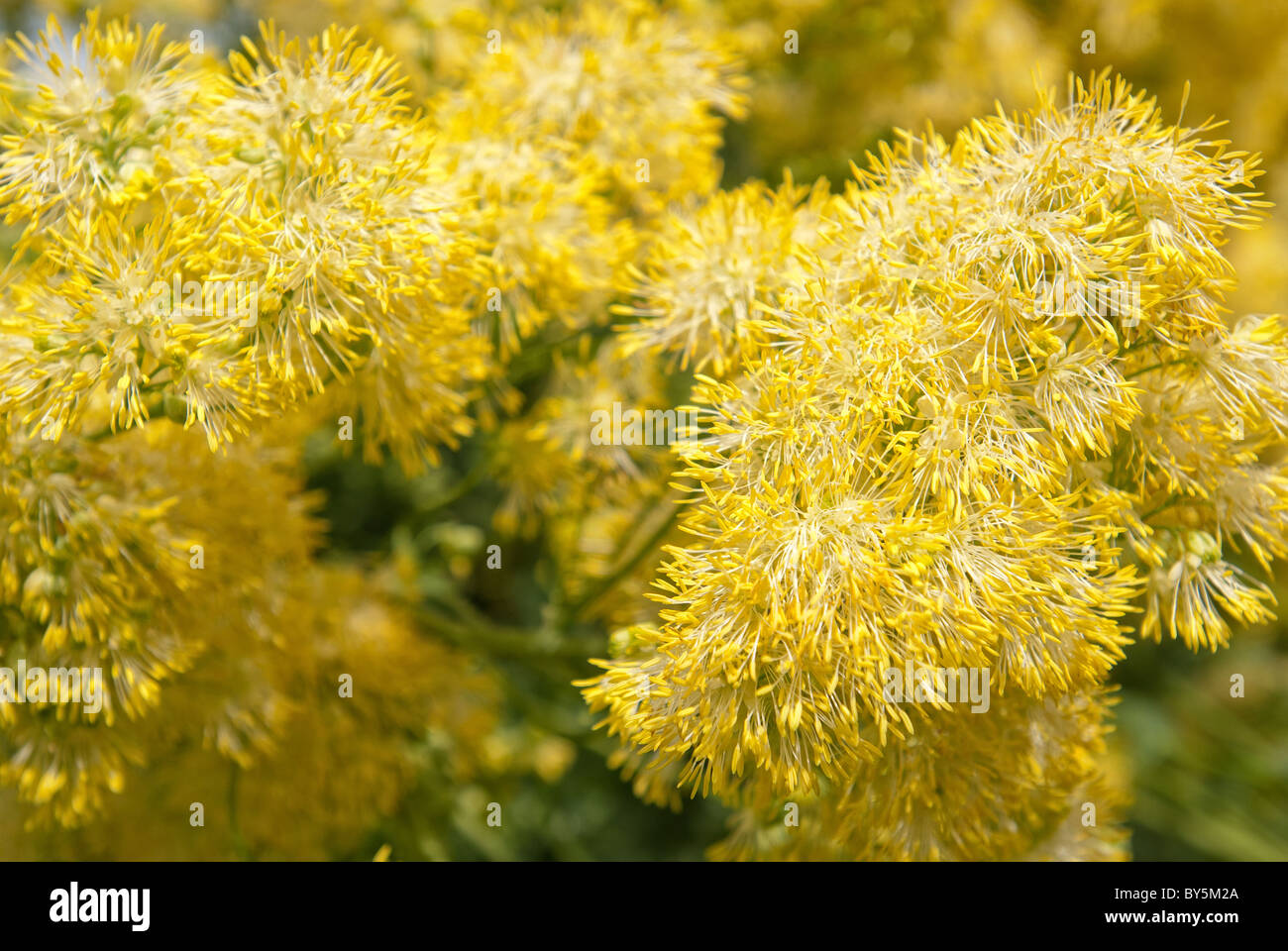 Primrose bright inflorescence, Thalictrum glaucum soft yellow flowers Stock Photo