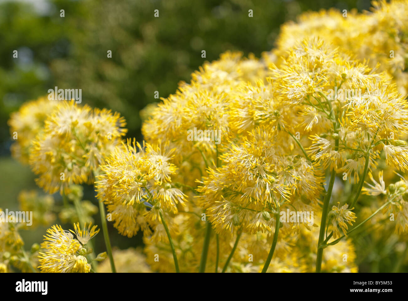 Primrose bright inflorescence, Thalictrum glaucum soft yellow flowers Stock Photo