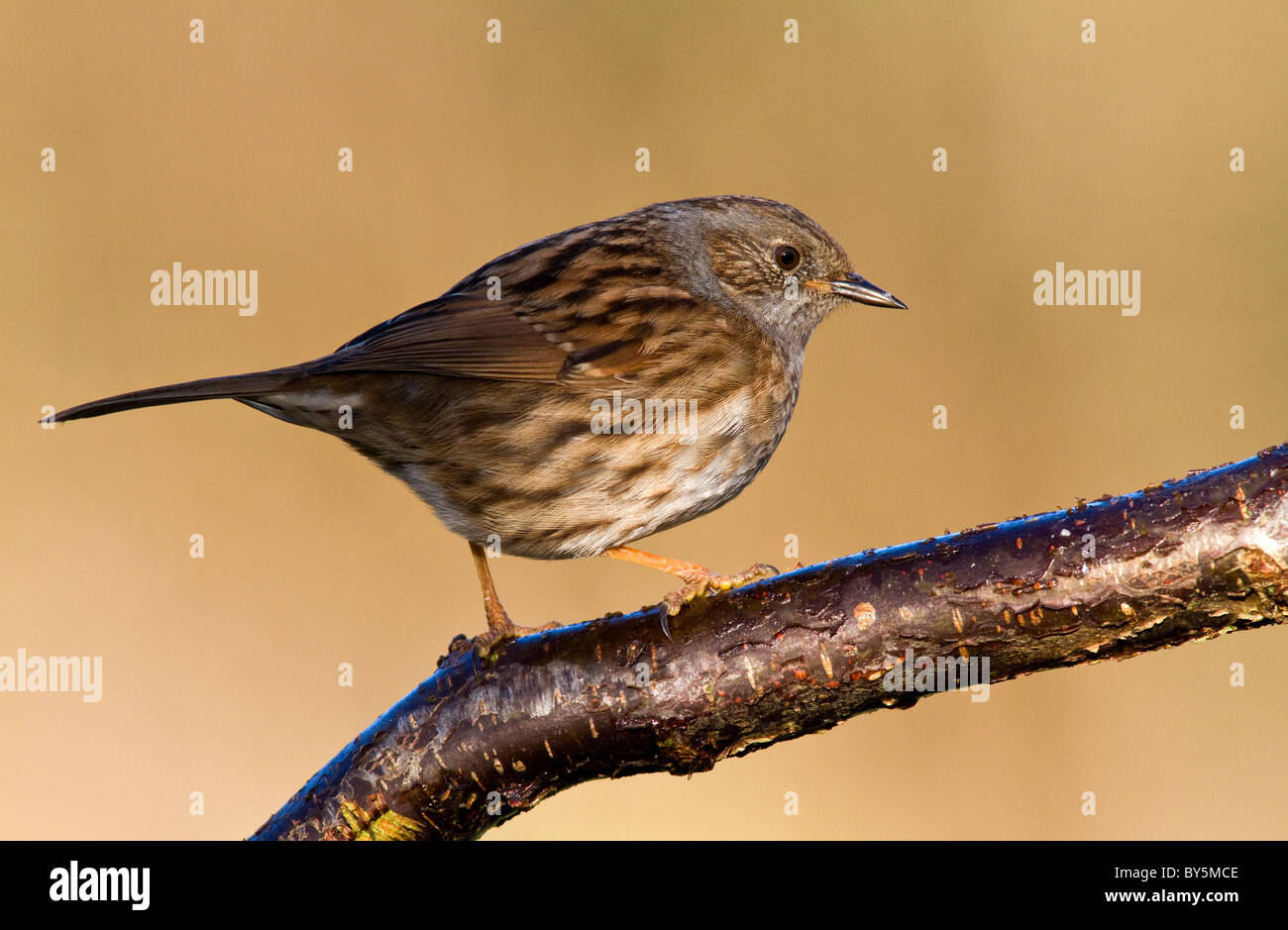 dunnock (prunella modularis) on hazel branch Stock Photo