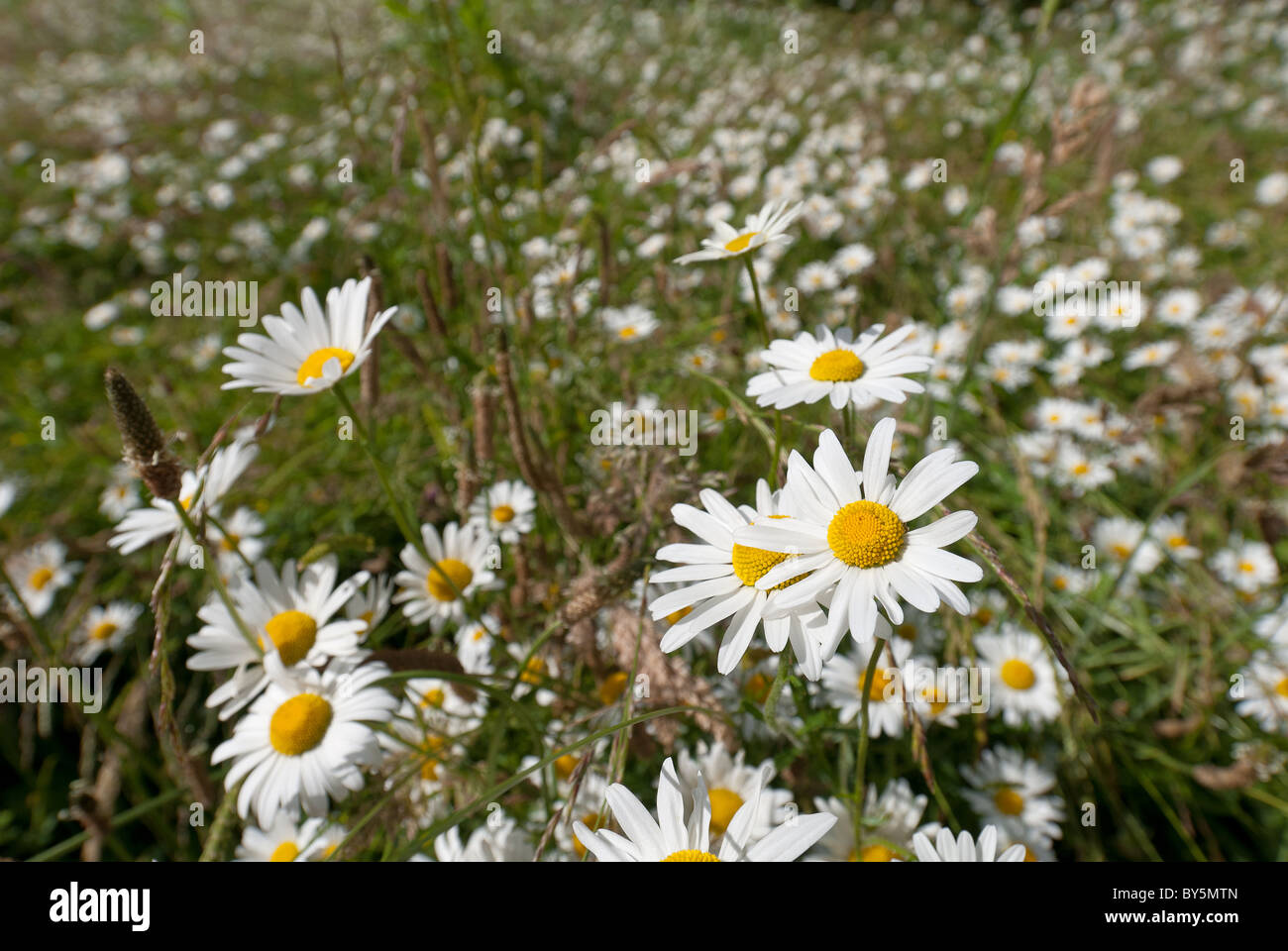meadow of ox eye daisies Leucanthemum vulgare growing with wild flowers