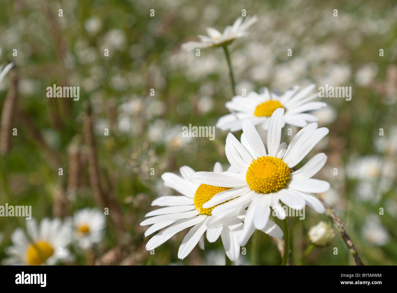 meadow of ox eye daisies Leucanthemum vulgare growing with wild flowers