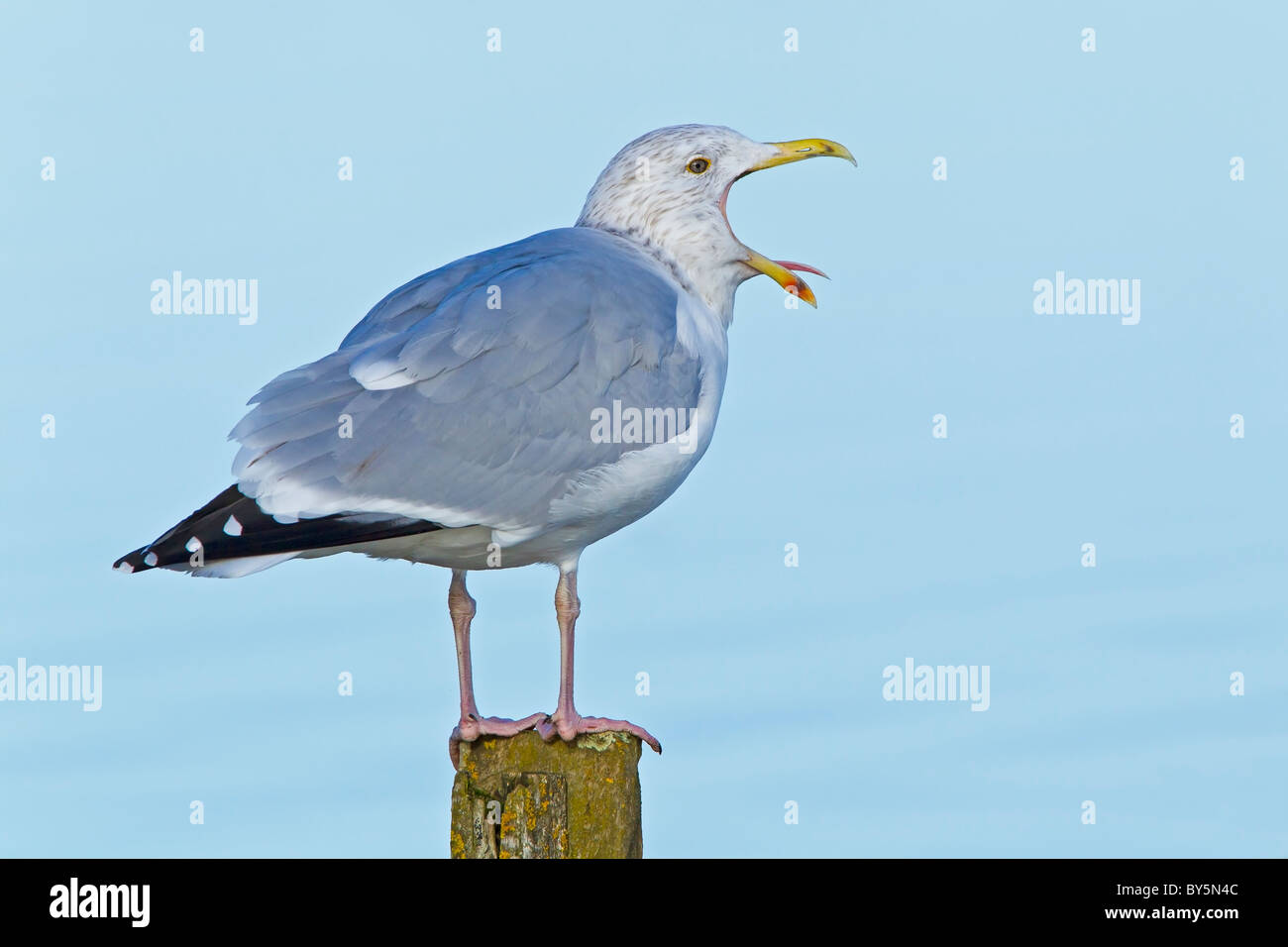 HERRING GULL STANDING ON A POST YAWNING Stock Photo