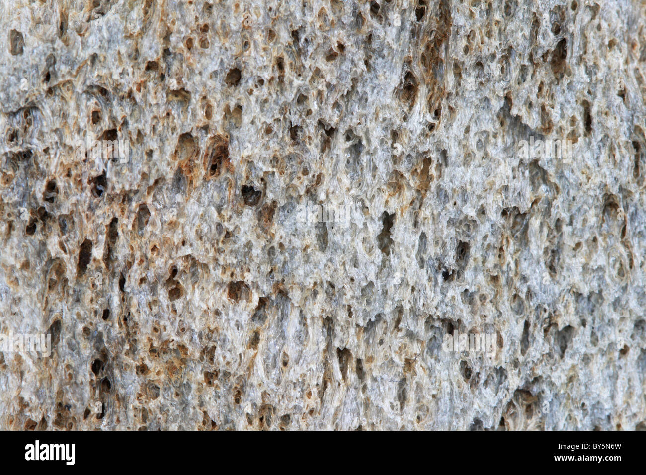 macro close up of a pumice stone for background texture Stock Photo