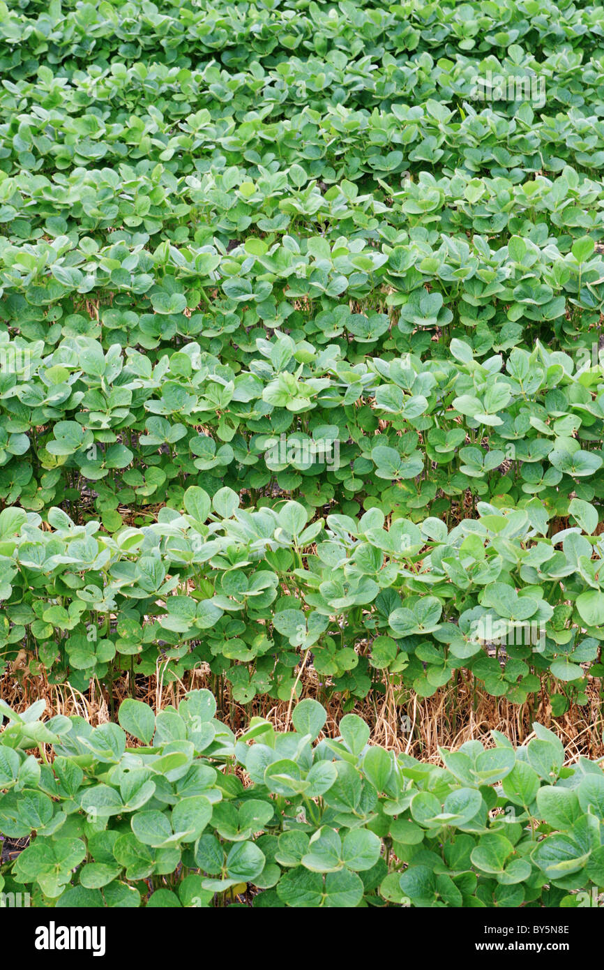 vertical image of soybean field with horizontal rows of soya bean plants in dark wet soil Stock Photo
