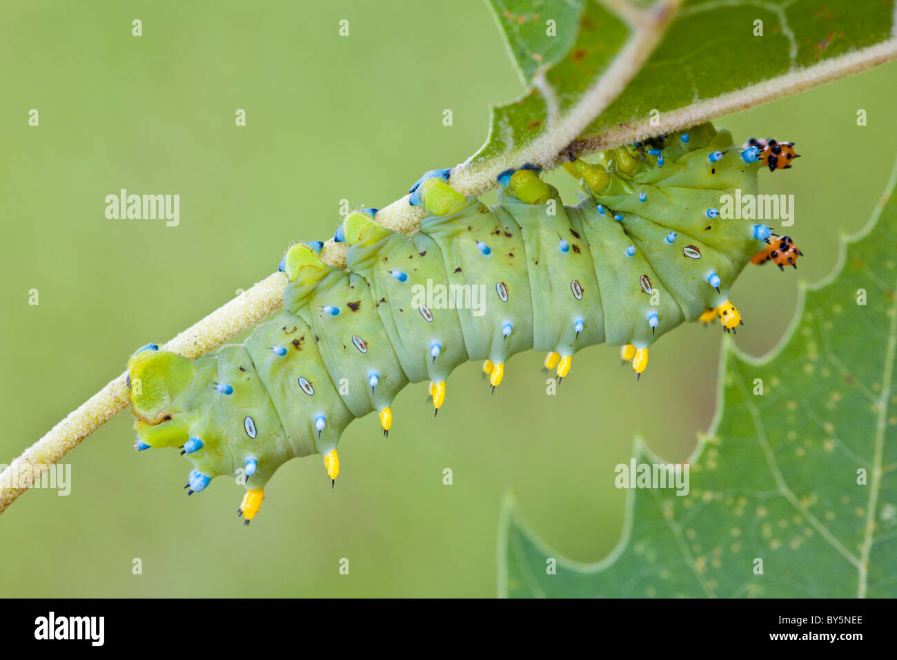 Cecropia Moth (Hyalophora cecropia) caterpillar eating leaves Stock