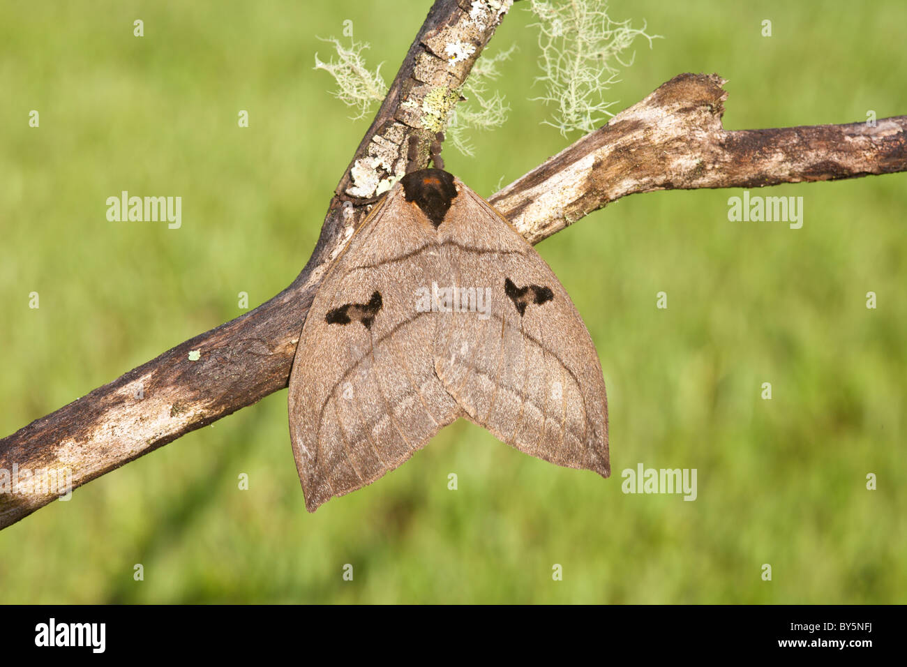 Saturniidae moth hi-res stock photography and images - Alamy